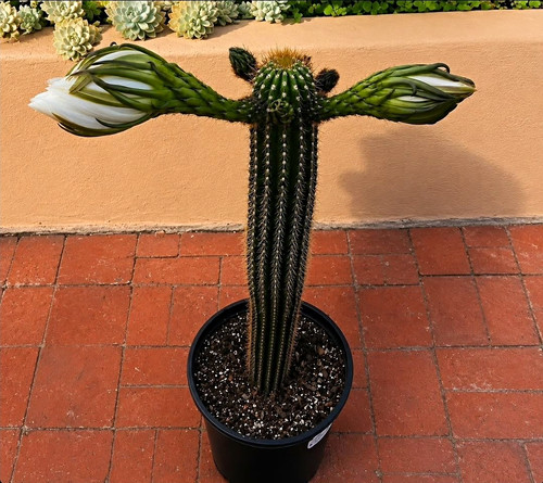 Golden torch cactus plant - golden,