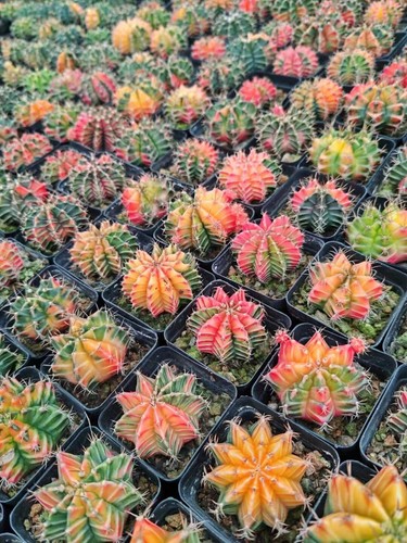 10pcs gymnocalycium - 10pcs,