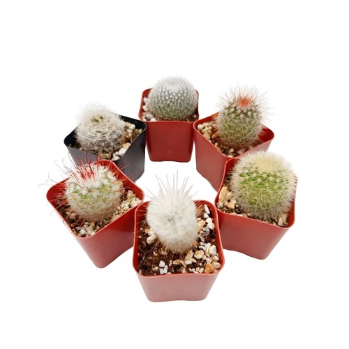 Live cactus real succulent - cactus,