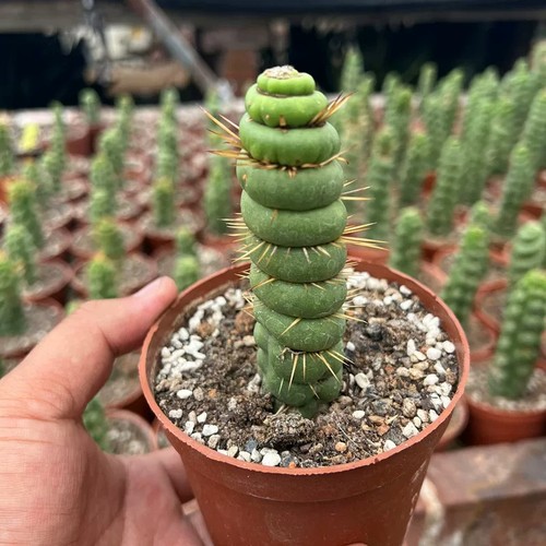 10cm succulent cactus plant - succulent,