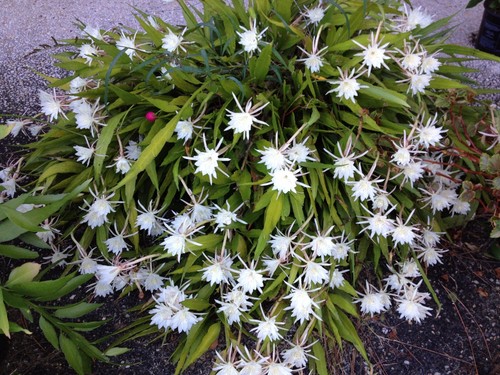 Cereus night blooming cactus - blooming,