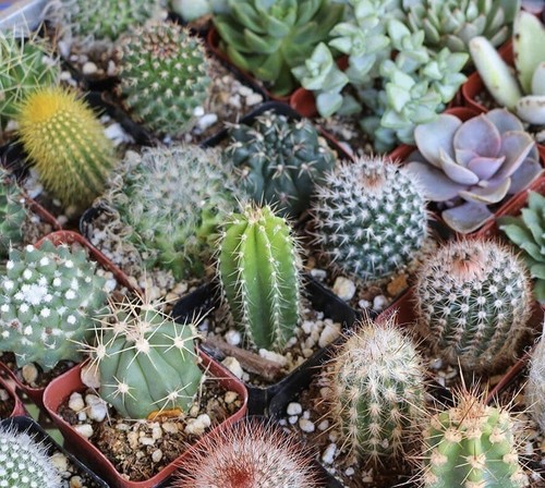 Mixed cactus seeds - seeds, ,