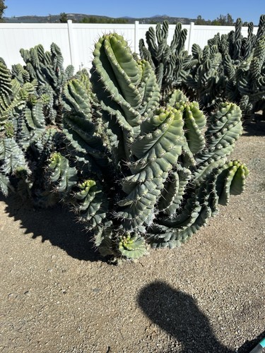 Spiral tornado cactus - spiral,
