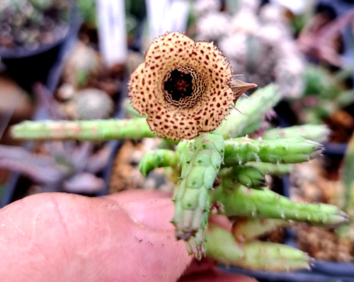 Huernia volkartii repens - ,