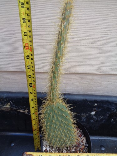 Opuntia echios - opuntia,