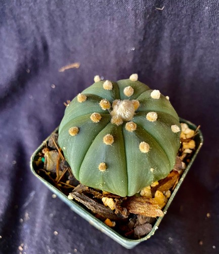 Astrophytum asterias nudum - astrophytum,