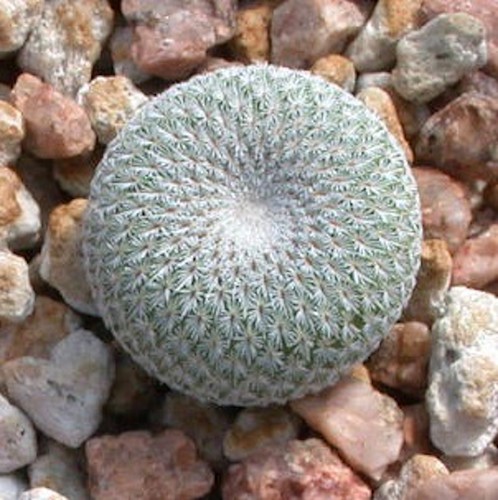 Epithelantha chihuahuensis