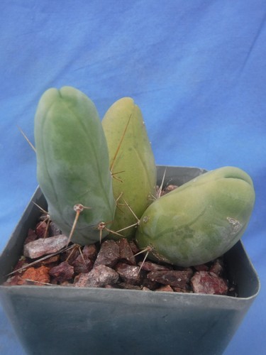 Rare monstrose cactus tbm - monstrose,