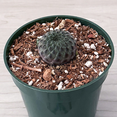Cactus sulcorebutia - -,
