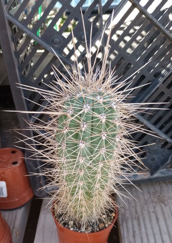 Pachycereus pringlei cardon - pachycereus,