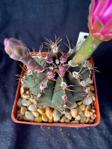 Gymnocalycium friedrichii