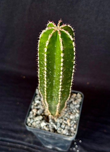 Pachycereus marginatus cactus - pachycereus, marginatus,