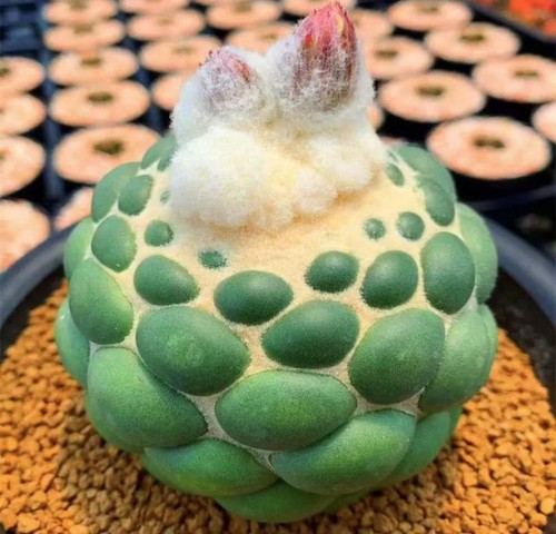 8cm coryphantha elephantidens - 8cm,
