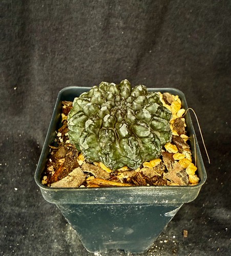 Neoporteria occulta cactus - neoporteria, occulta,