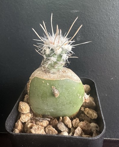 Sclerocactus blainei sb1540 - sclerocactus,