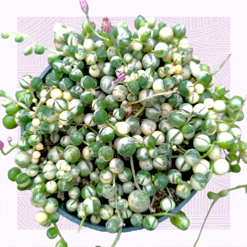 Variegated string pearls - string, of