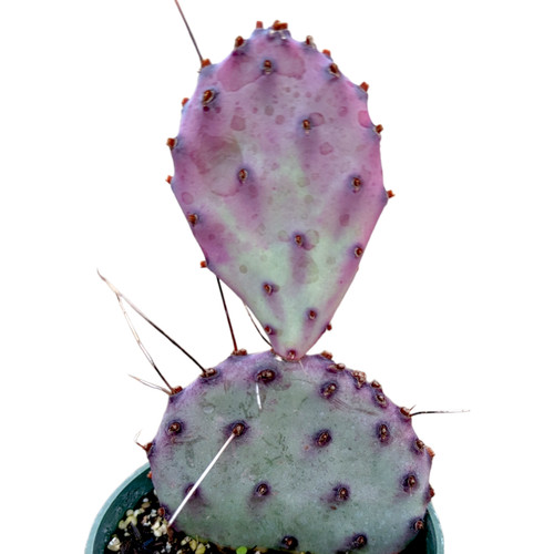 Opuntia santarita santa - opuntia,