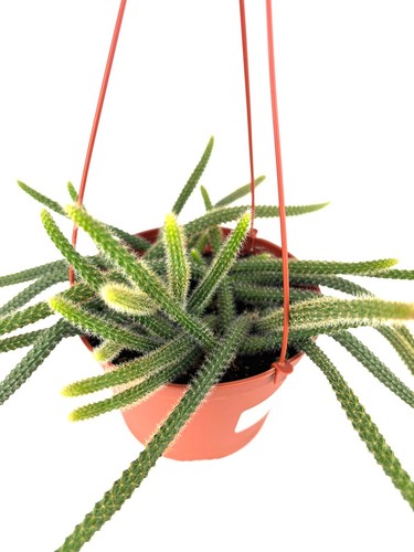 Rat tail cactus aporocactus - rat,