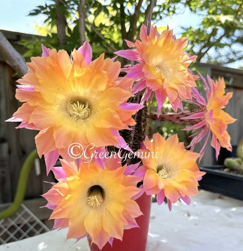 Capitan ts50 echinopsis - capitan,
